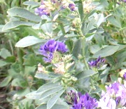 alfalfa