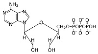 ATP