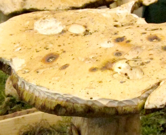 Boletus edulis cap