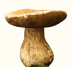 B. edulis