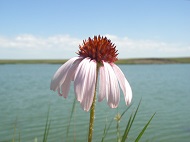 Echinacea
