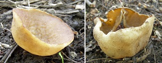 Cup Fungi