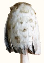 Coprinus comatus