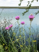Purple Cone Flowers