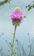 Purple Cone Flower