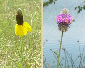 cone flowers