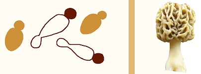 yeast and mushroom