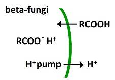beta-fungi
