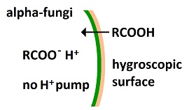 alpha-fungi