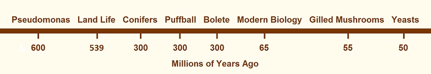 Geo Time Scale