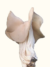 Helvela crispa
