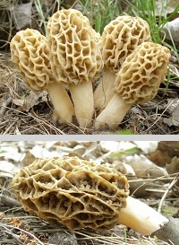 Angle Growth
