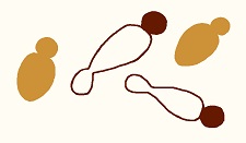 Nadsonia fulvescens
