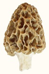 morel