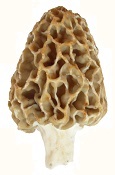 morel
