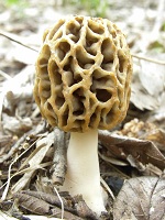 morel