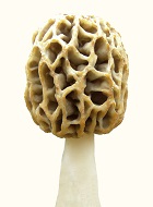 morel