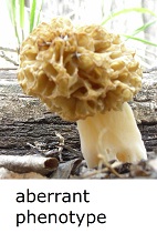 Aberrant Morel