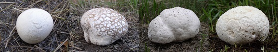 four puffballs