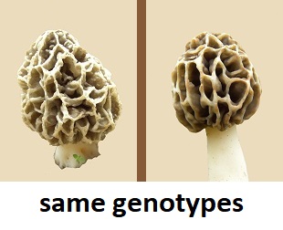 Two Phenotypes