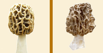 two phenotypes