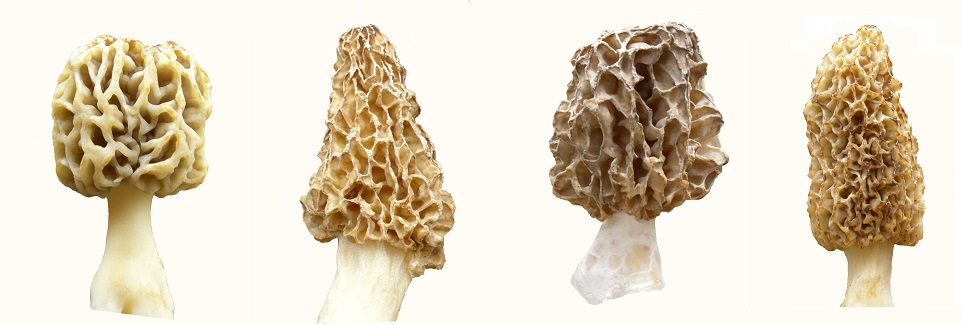 Phenotypes — back