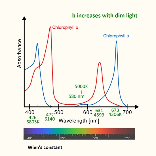 absorption spectra for photosynthesis