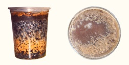Sclerotia