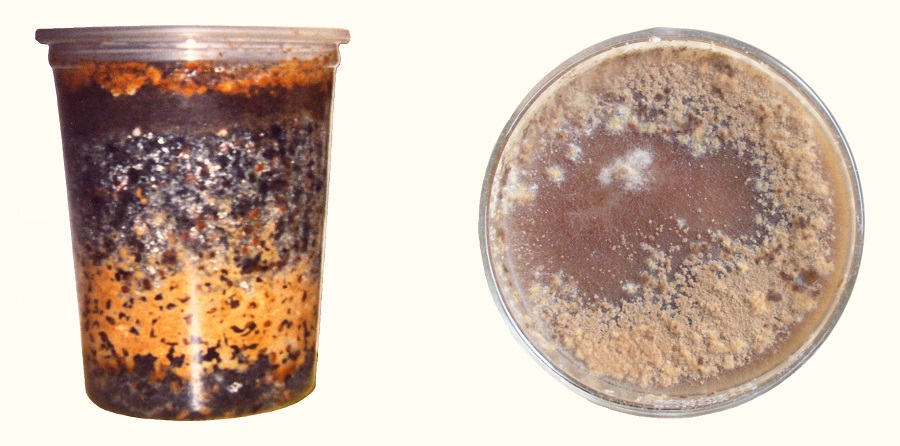 Sclerotia Masses