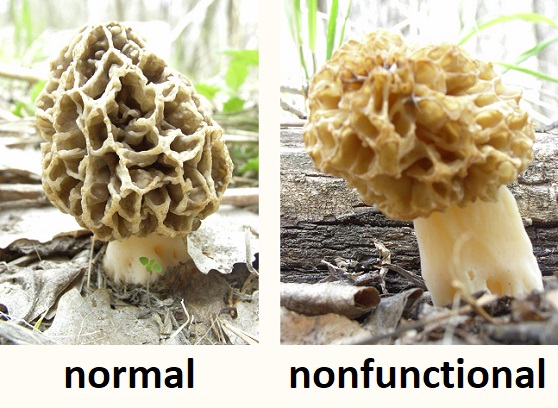 Weird Morel