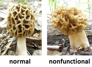 Aberrant Morel